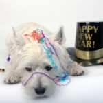 New Years Party animal 