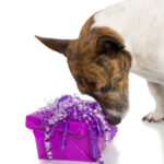 dog with gift