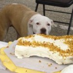 Ma Snax Carrot & Calendula Cake with Penny