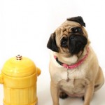 Storing your treats and biscuits Doggy Dessert Chef