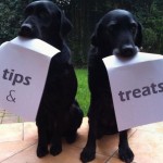 Doggy Dessert Chef tips & treats