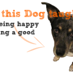 stuff this dog taught me