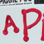 kiss a pig pet expo kiss a pig pet expo