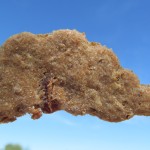 Turkey Bacon Dog Treat/Biscuit Recipe