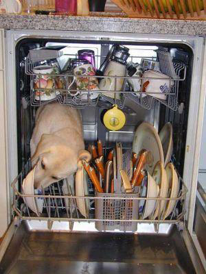 Dog washing dishes