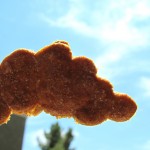 sweet potato molasses dog treat/biscuit recipe