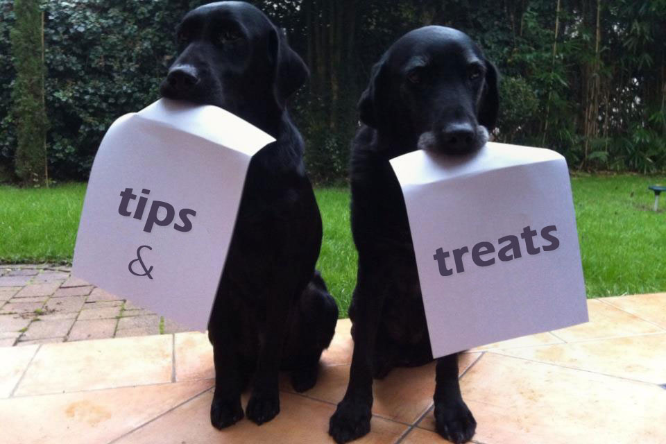 Doggy Dessert Chef tips & treats