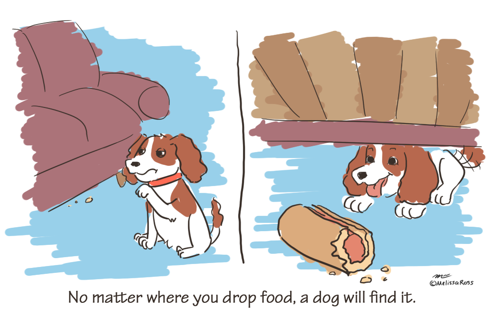 Things I've Learned Baking for My Dog: No matter where you drop food a dog will find it.