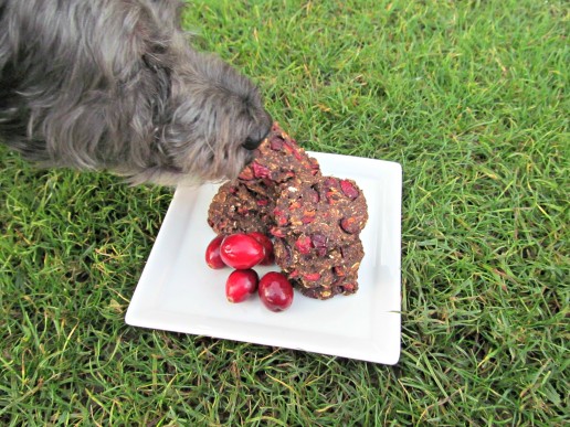 carob cranberry oatmeal dog treat/biscuit recipe