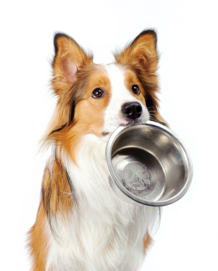 how to find quality dog food [sponsored post]