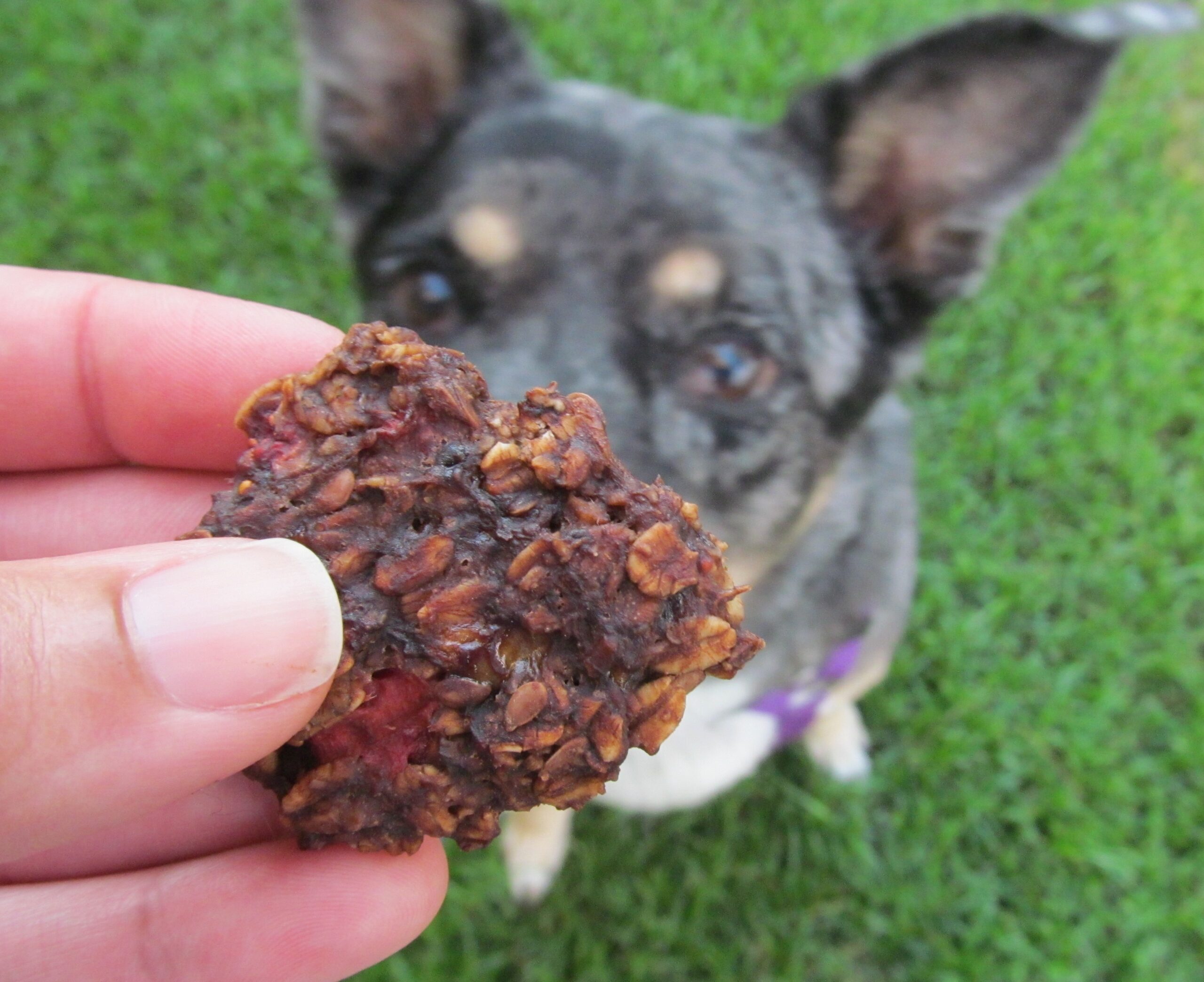 (wheat and gluten-free) strawberry carob oats dog treat/biscuit recipe