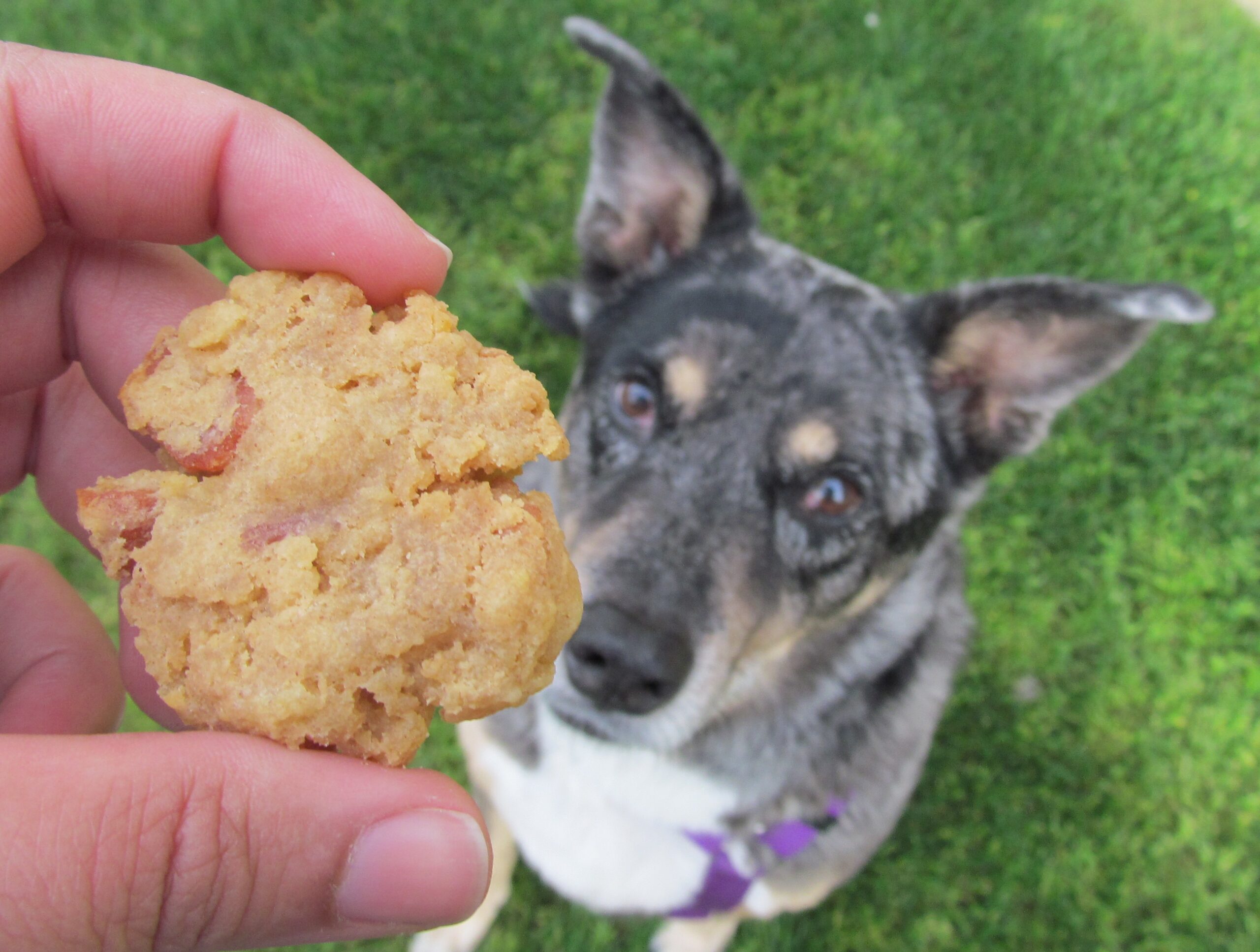 (wheat, gluten and grain-free) potato bacon peanut butter