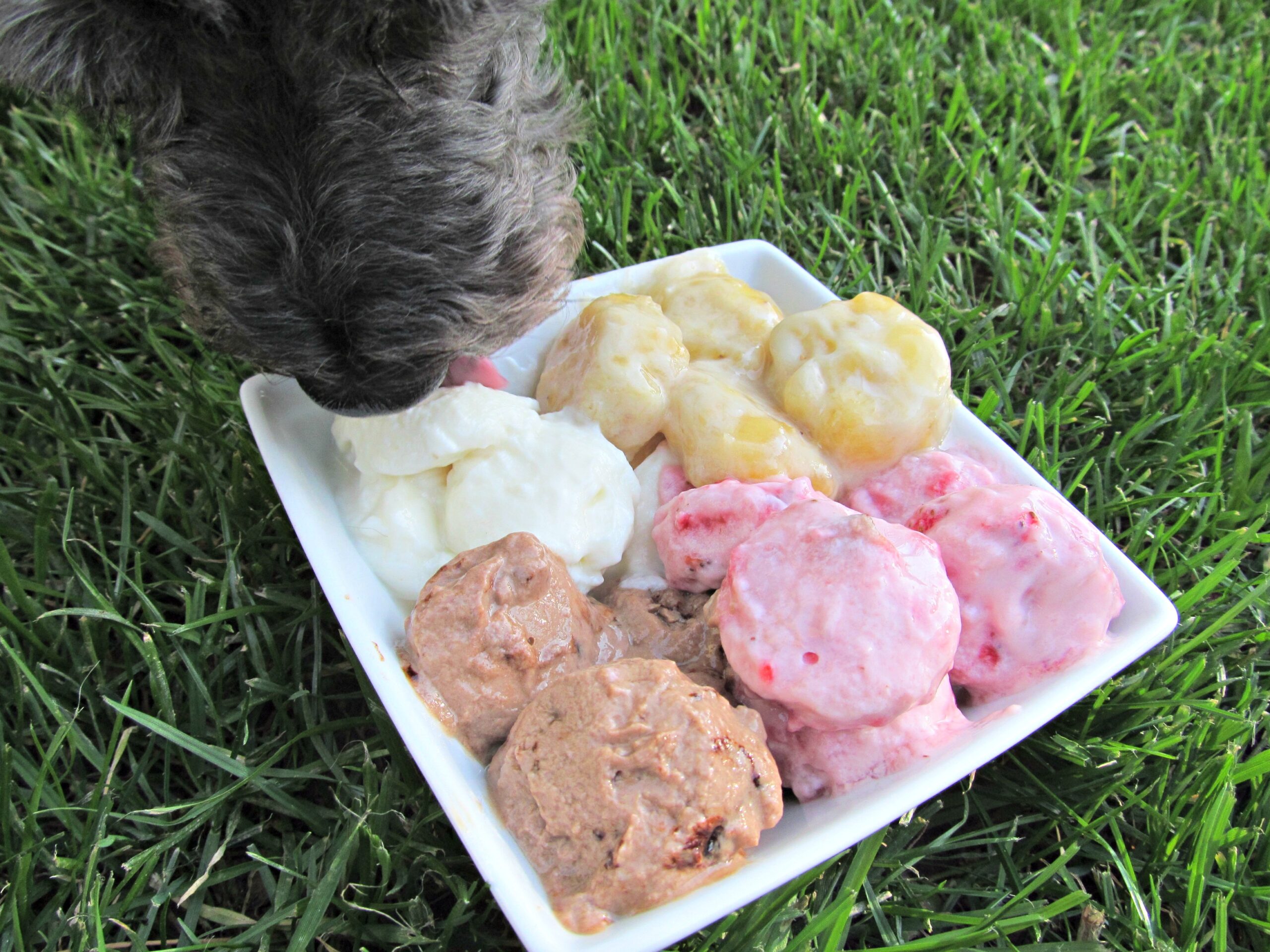 banana split dog treat recipe