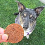 (wheat, gluten, grain-free) cheesy pizza dog treat/biscuit recipe