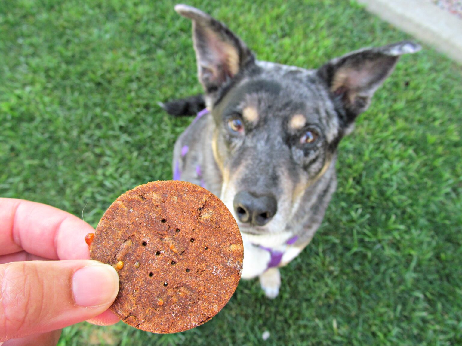 cheesy pizza - Doggy Dessert Chef