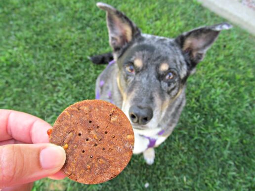 (wheat, gluten, grain-free) cheesy pizza dog treat/biscuit recipe