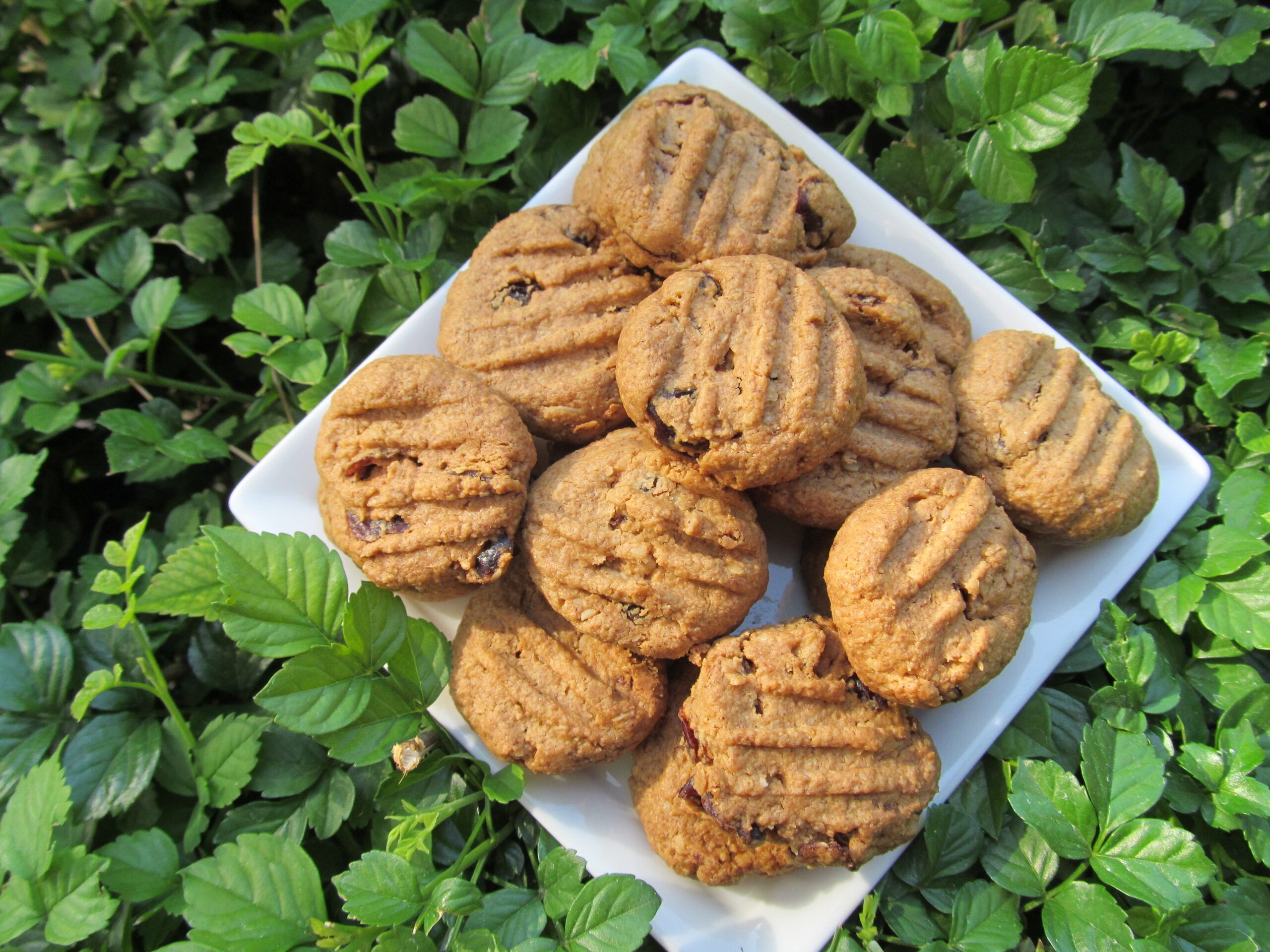 (wheat and dairy-free, vegan, vegetarian) cranberry oat peanut butter