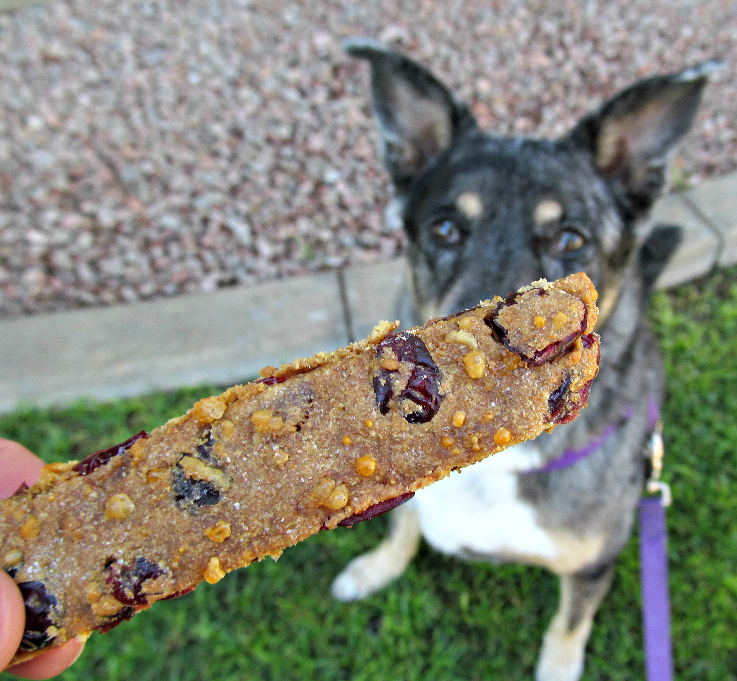 cranberry cheddar dog treat/biscuit recipe