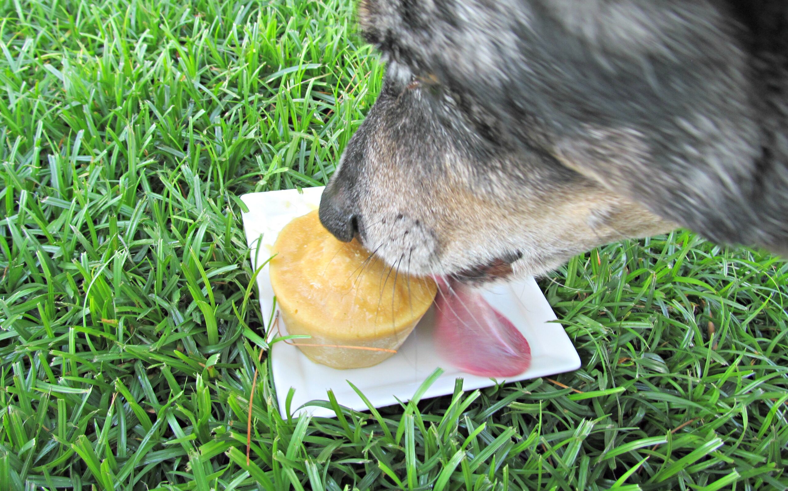 (dairy, wheat, gluten and grain-free) apple chicken ice dog treat recipe