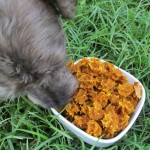 (wheat and dairy-free, vegan, vegetarian) ginger pumpkin oat dog treat/biscuit recipe