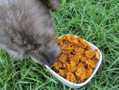 (wheat and dairy-free, vegan, vegetarian) ginger pumpkin oat dog treat/biscuit recipe