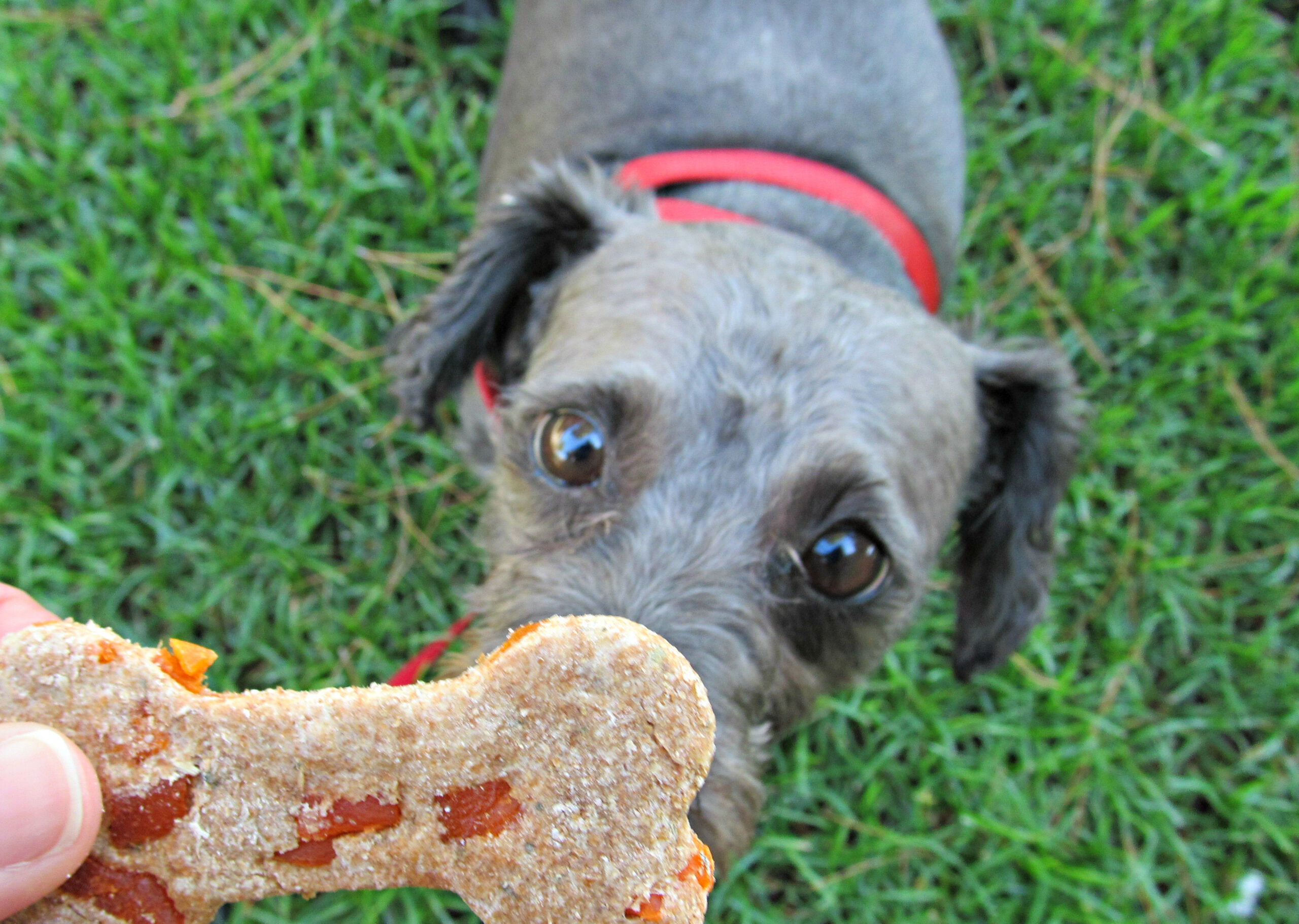 mango cheese dog treat/biscuit recipe