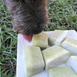 (dairy, gluten, grain and wheat-free, vegan, vegetarian) frozen cherry coconut kale dog treat recipe
