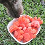 (dairy, gluten, grain and wheat-free, vegan, vegetarian) frozen basil watermelon tomato dog treat recipe