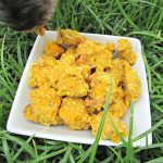 (wheat and dairy-free) bacon & egg butternut squash dog treat/biscuit recipe