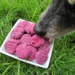 (wheat, gluten dairy-free) blackberry bacon dog treat/biscuit recipe