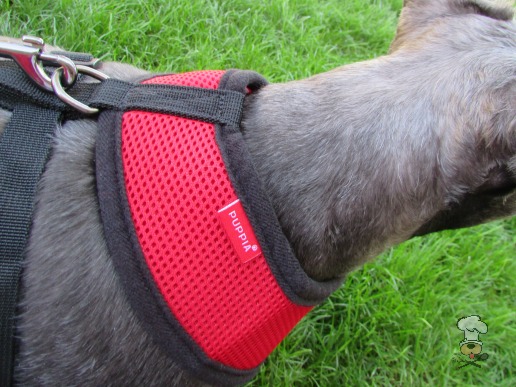 {Puppia Soft Harness} review Krazy For Pets