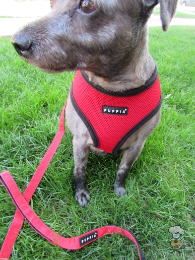 {Puppia Soft Harness} review Krazy For Pets
