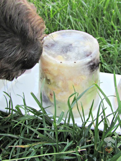 (wheat, gluten, grain and dairy-free) frozen kiwi berry chicken dog treat recipe