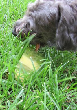 {BestBullySticks} (wheat, gluten, grain and dairy-free, vegan, vegetarian) pineapple cucumber mint dog treat recipe