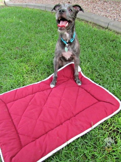 {Dog Gone Smart: Sleeper Cushion Review} Meet Rose