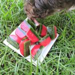 (wheat, gluten, grain, dairy-free, vegan, vegetarian) frozen strawberry spinach dog treat recipe