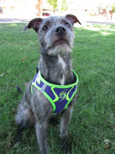 {Doggy Design Spot Harness} Review :: Krazy for Pets