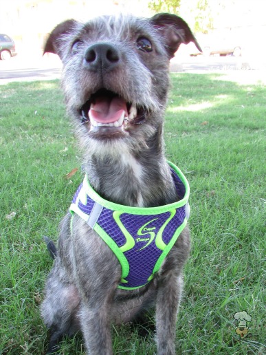 {Doggy Design Spot Harness} Review :: Krazy for Pets