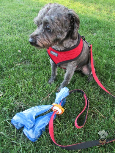 {The Fifth Paw :: Hands-Free Dog Poop Holder} review