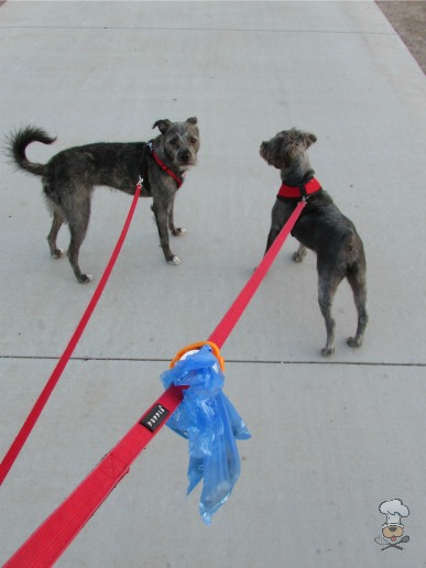{The Fifth Paw :: Hands-Free Dog Poop Holder} review