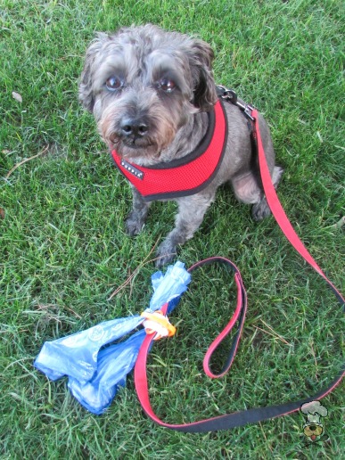 {The Fifth Paw :: Hands-Free Dog Poop Holder} review