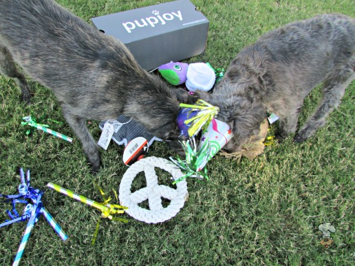 {pupjoy :: Personalized Dog Boxes of Toys, Treats & More!} review