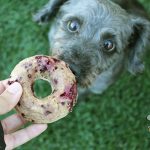 blackberry bacon pork donuts dog treat recipe