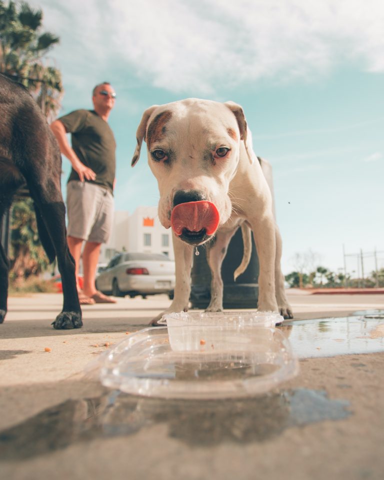 Five Advantages of Adding Fresh Food to Your Dog’s Diet