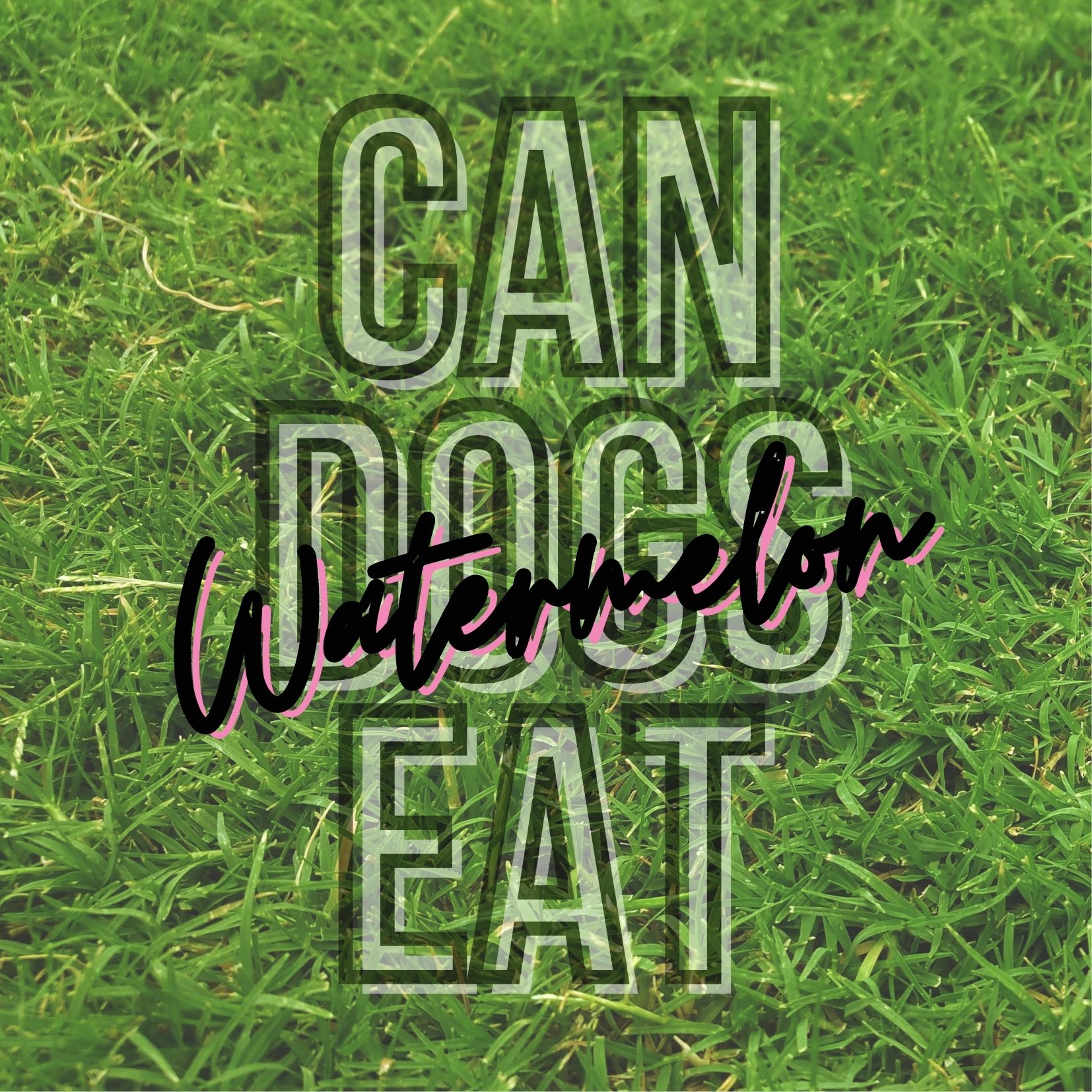 can dogs eat watermelon