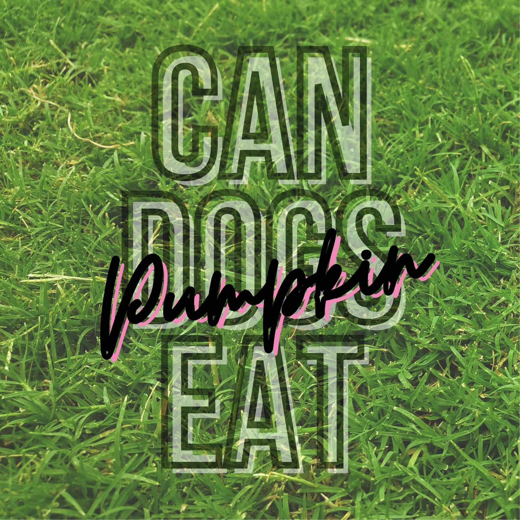 can dogs eat pumpkin