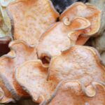 sweet potato chips dog treat recipe