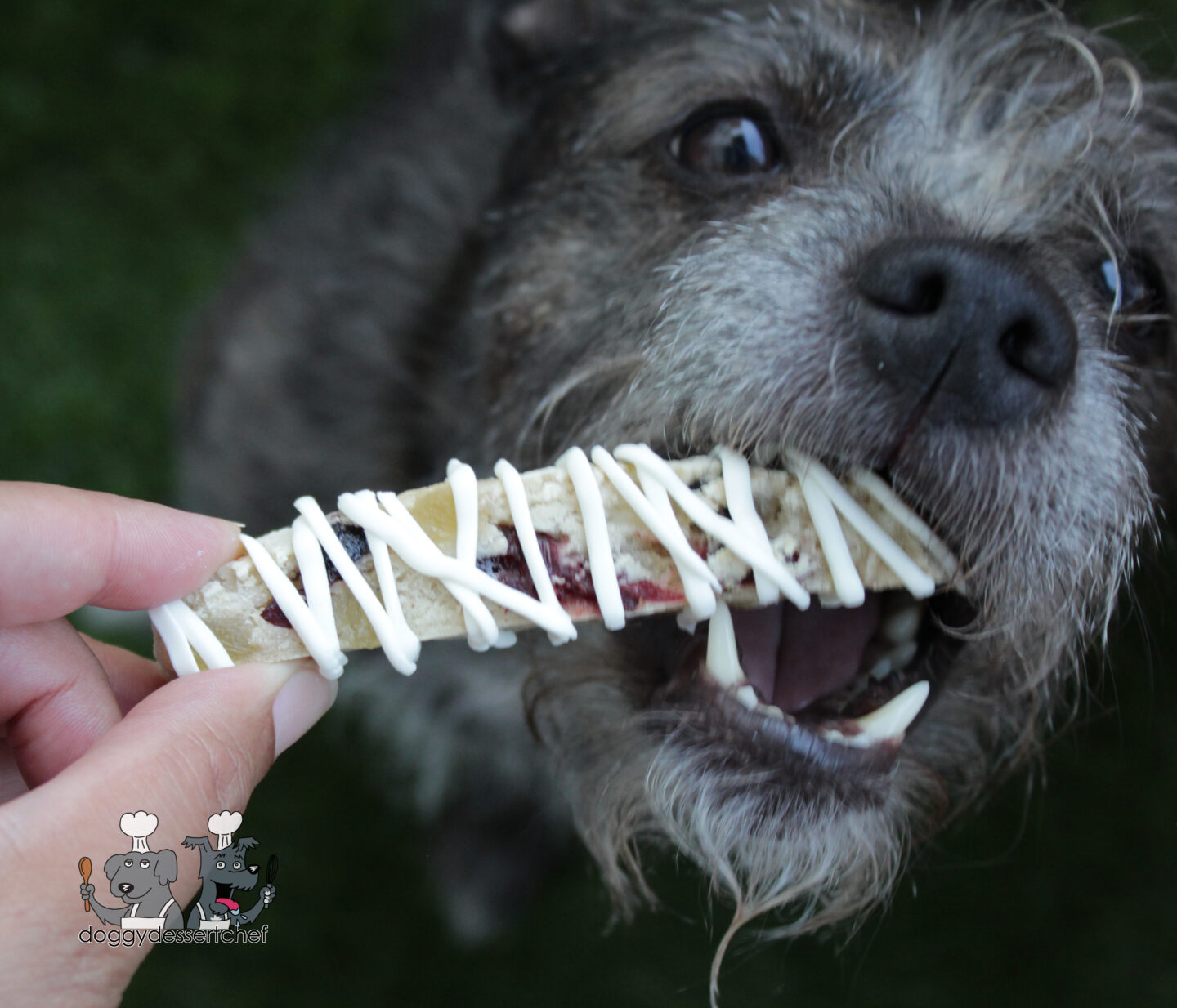 Jeweled biscotti Dog Treat Recipe