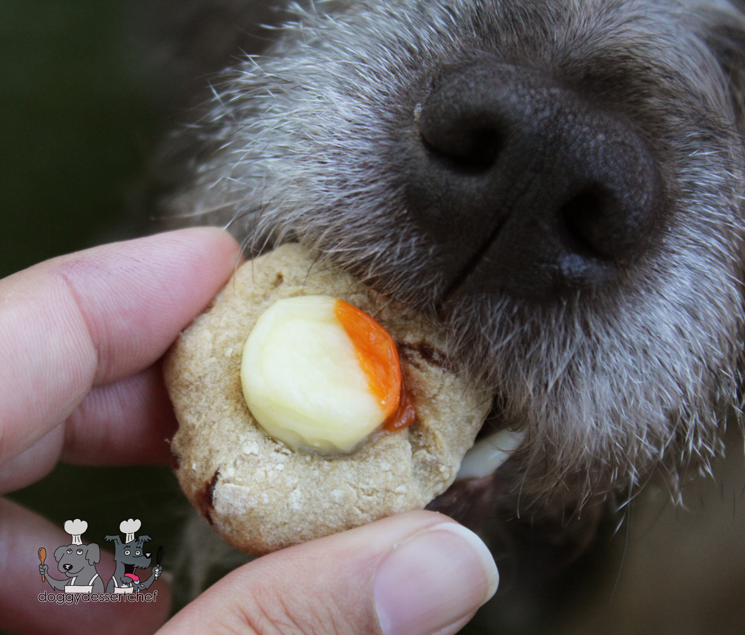 cheesy apple prints dog treats