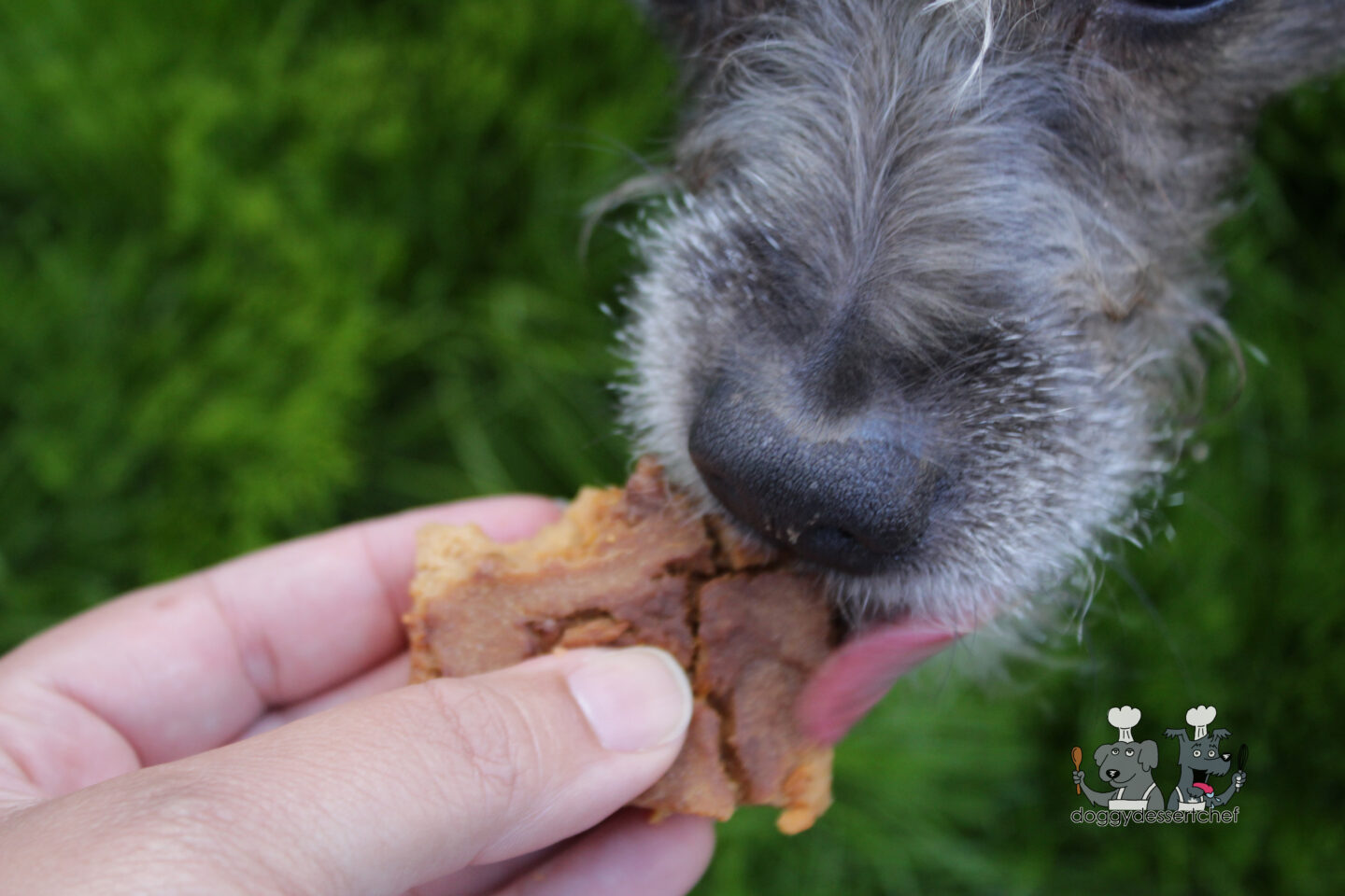 carob & sweet potato brownie dog treat recipe